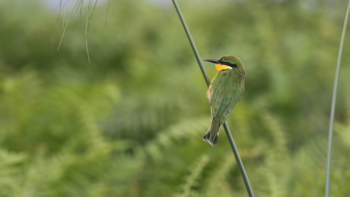 blåbrystbieter - ML645631269