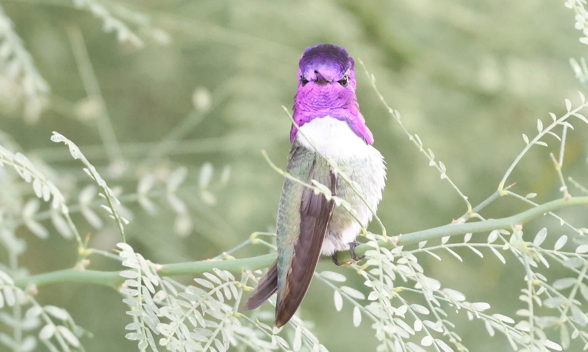 Costa's Hummingbird - ML645631279
