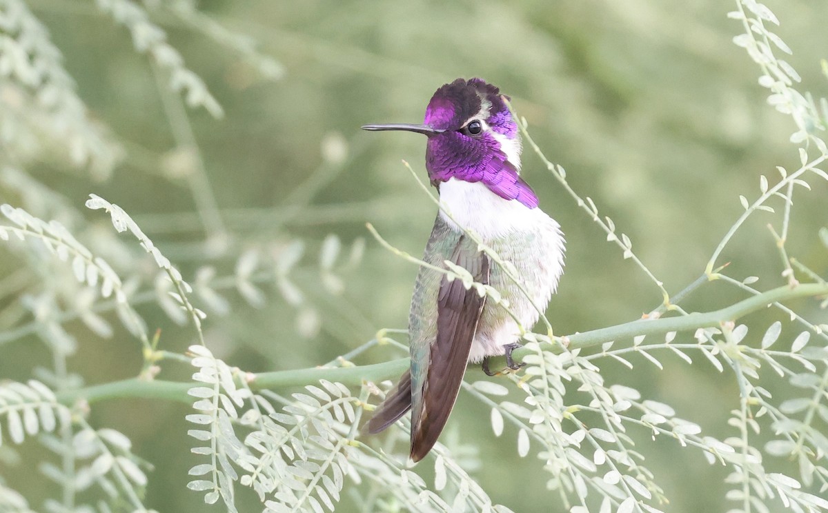 Costa's Hummingbird - ML645631280