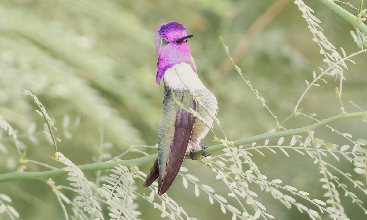 Costa's Hummingbird - ML645631281