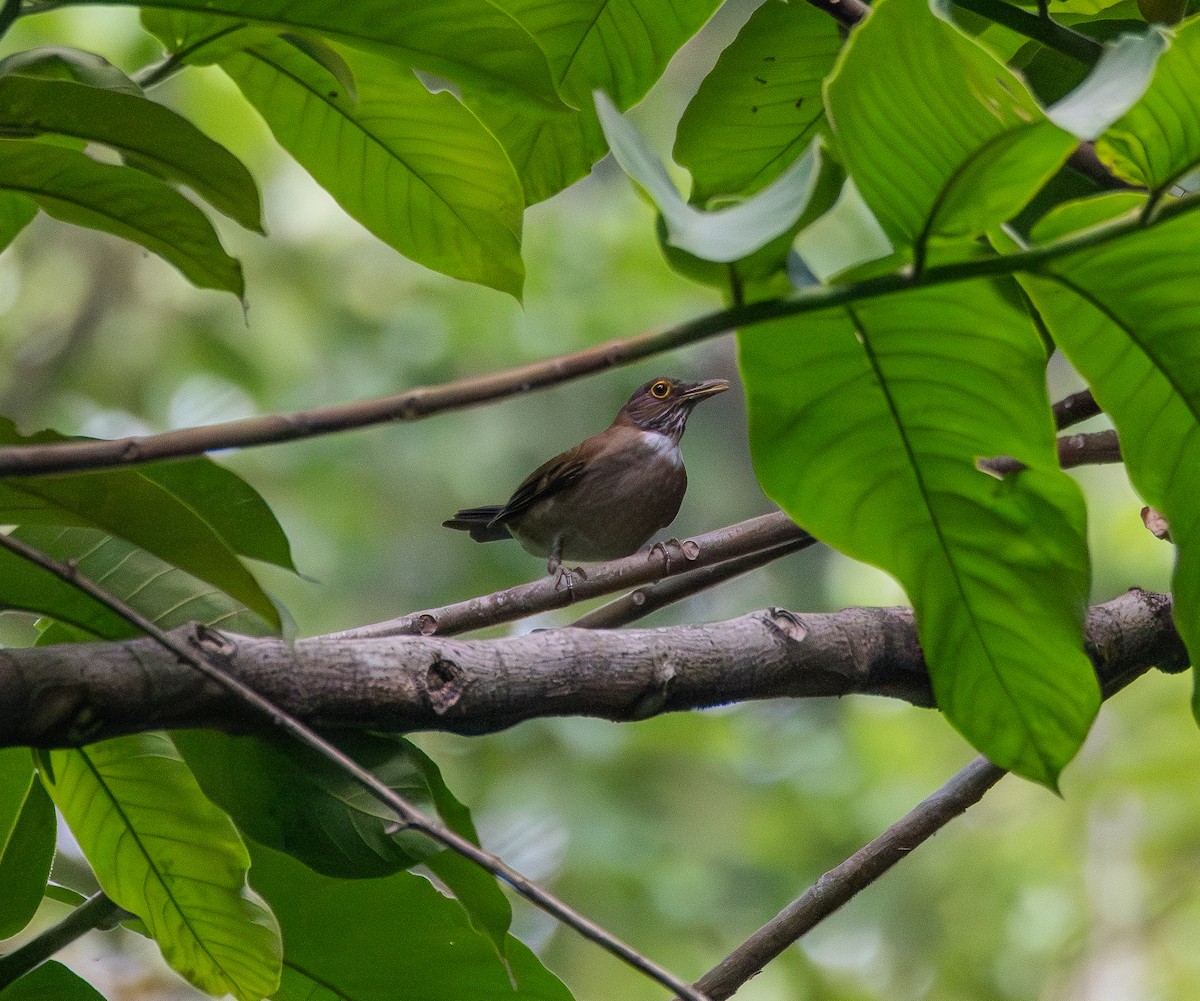 White-throated Thrush - ML645631284