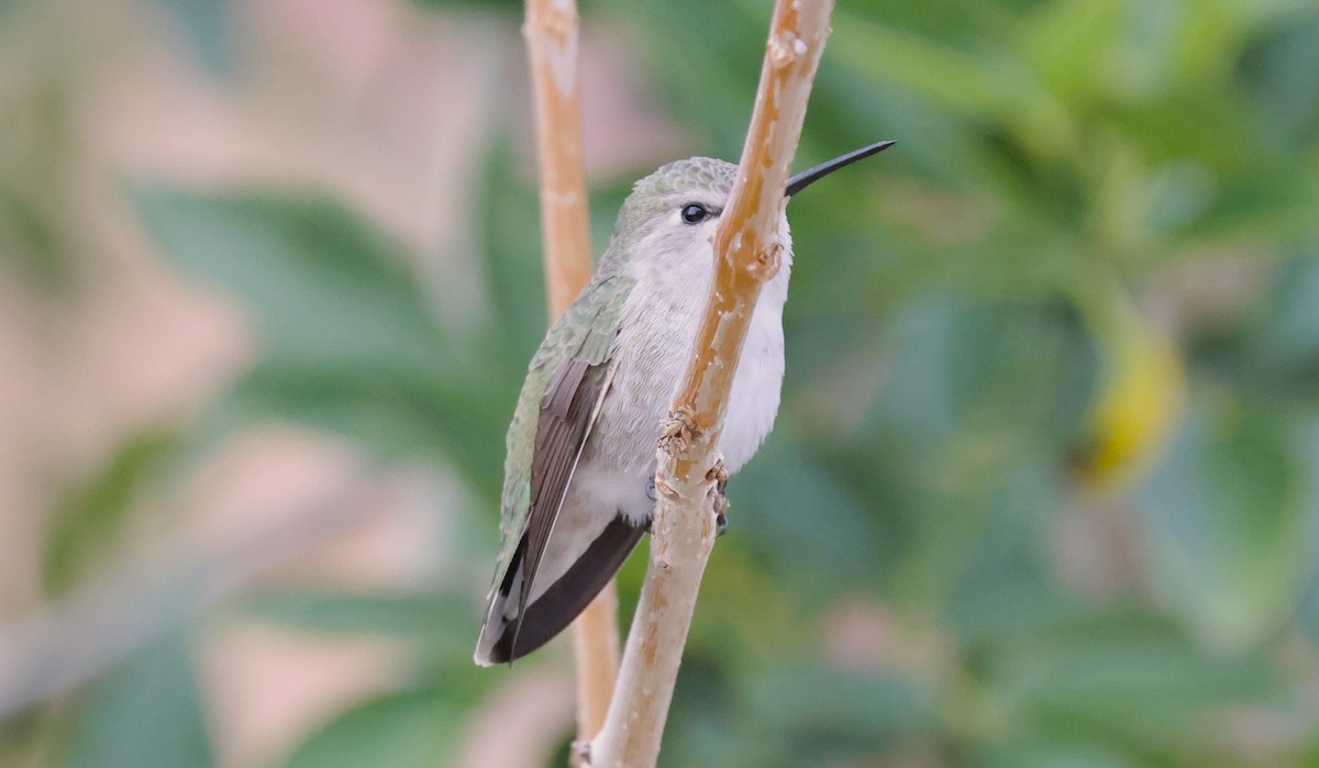 Costa's Hummingbird - ML645631291