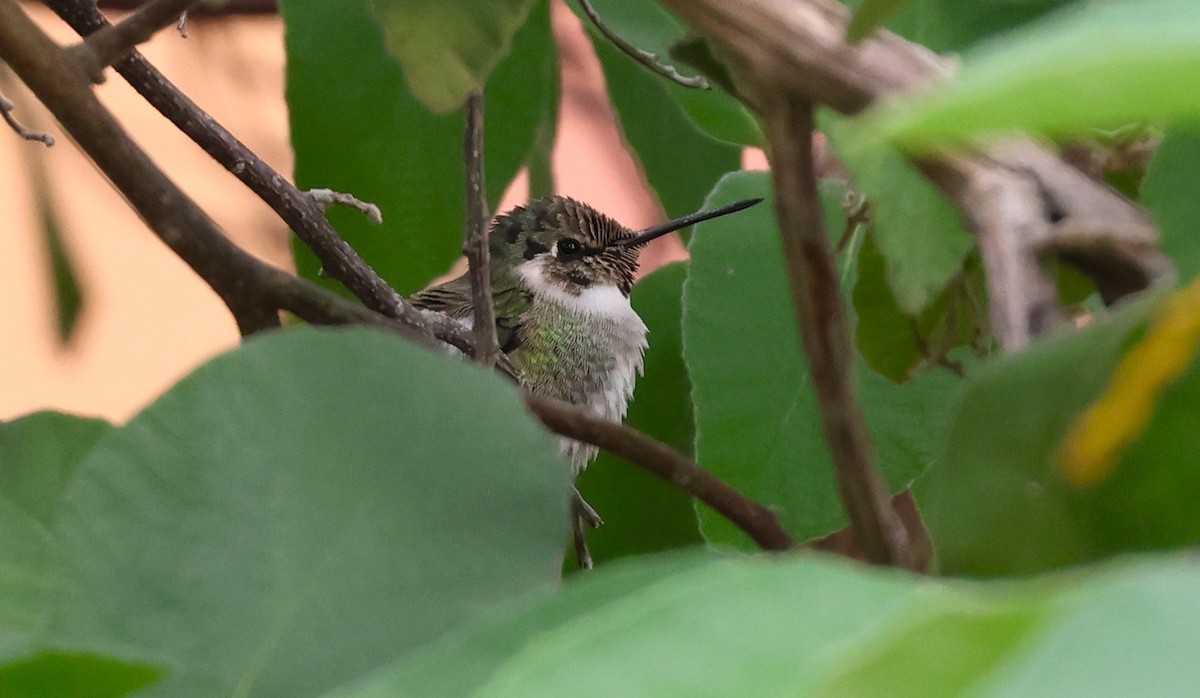 Costa's Hummingbird - ML645631292