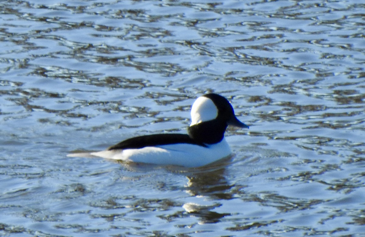 Гоголь-головастик - ML645631293