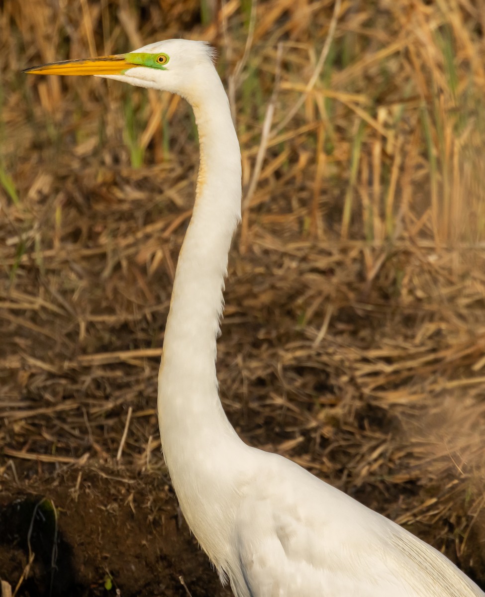 egretthegre - ML645631305