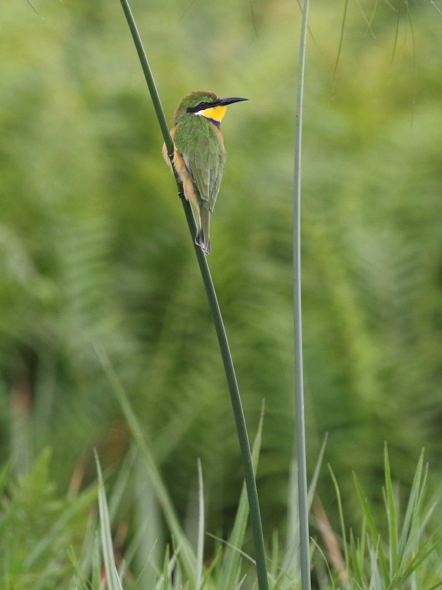 blåbrystbieter - ML645631310