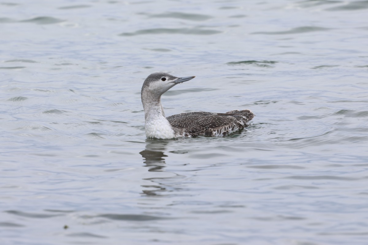 smålom - ML645631311