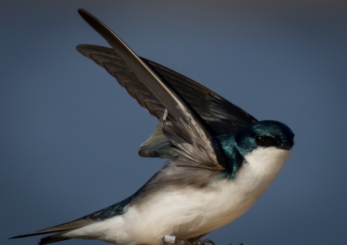 tresvale - ML645631313