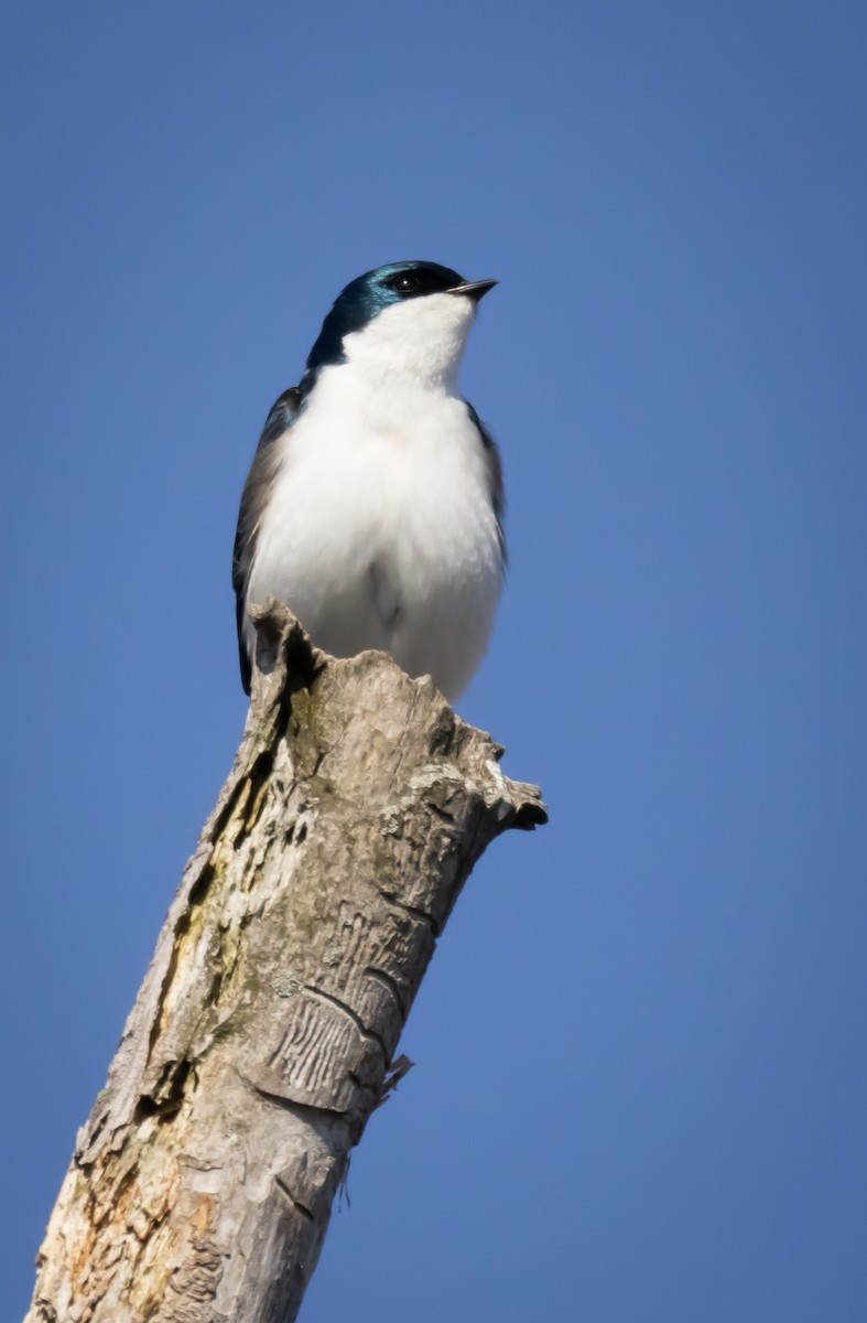 tresvale - ML645631314