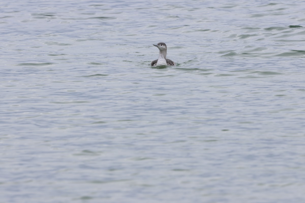 smålom - ML645631315