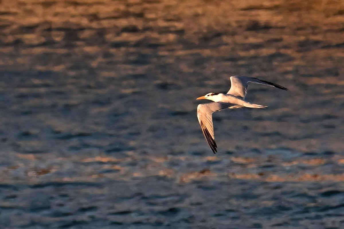 kongeterne - ML645631316