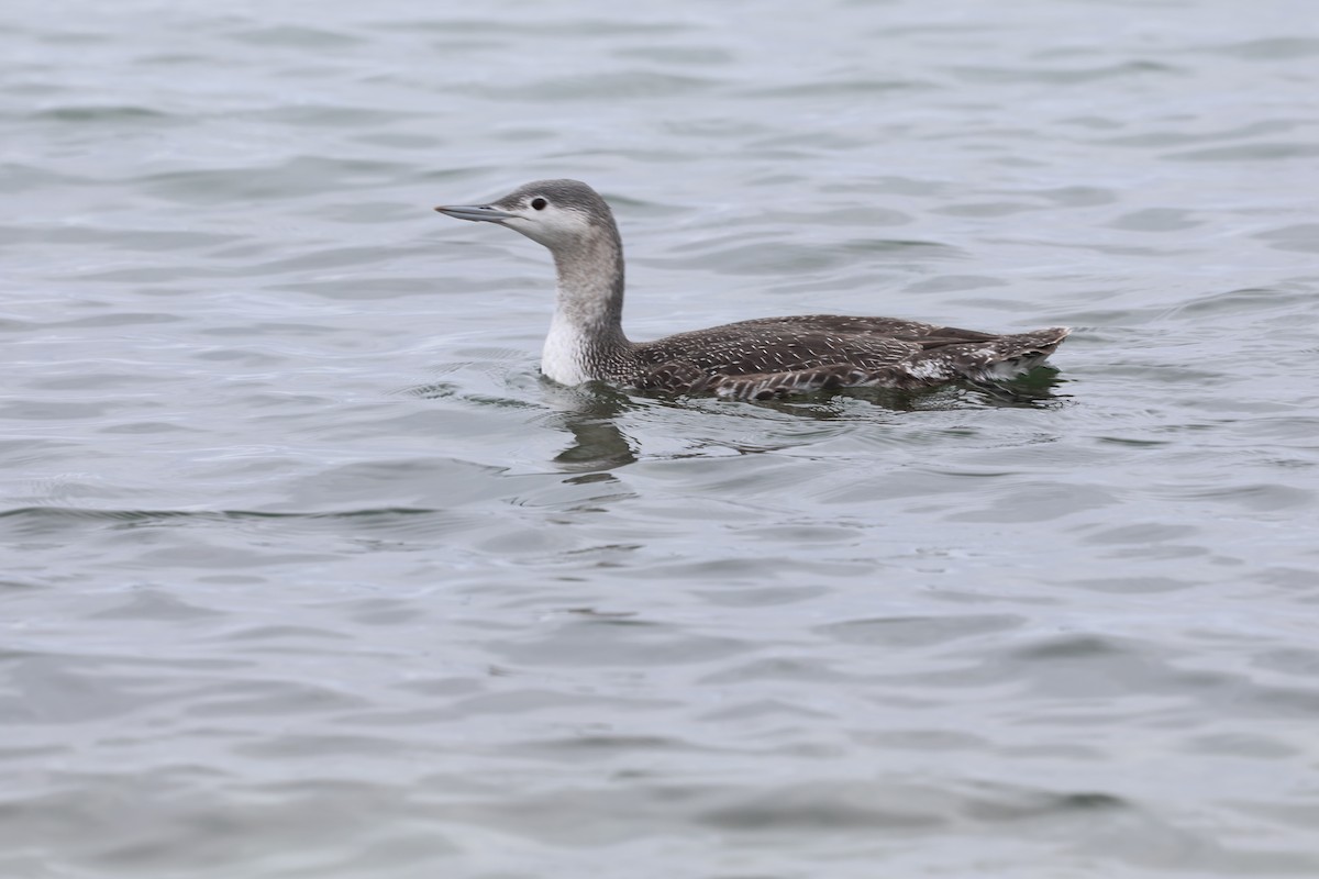 smålom - ML645631318