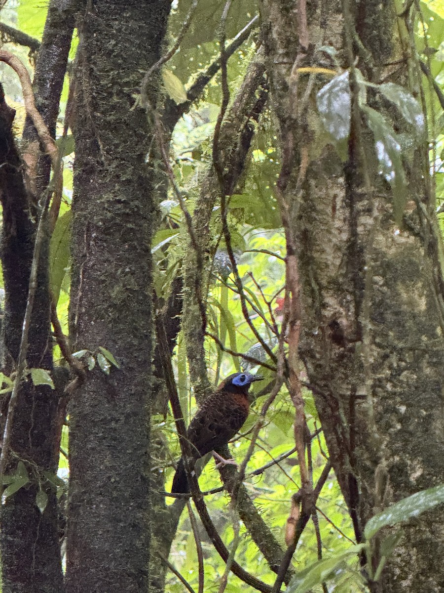 blåmaskemaurvokter - ML645631319