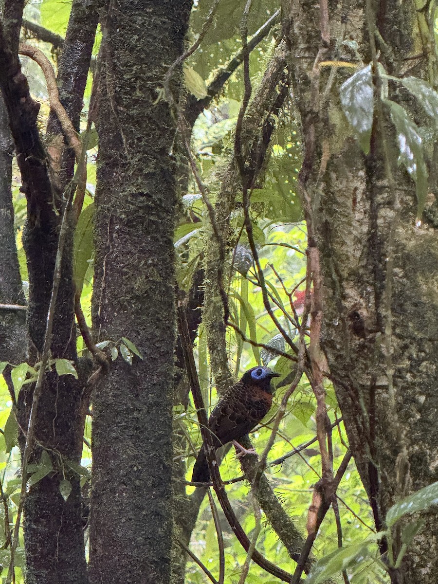 blåmaskemaurvokter - ML645631320