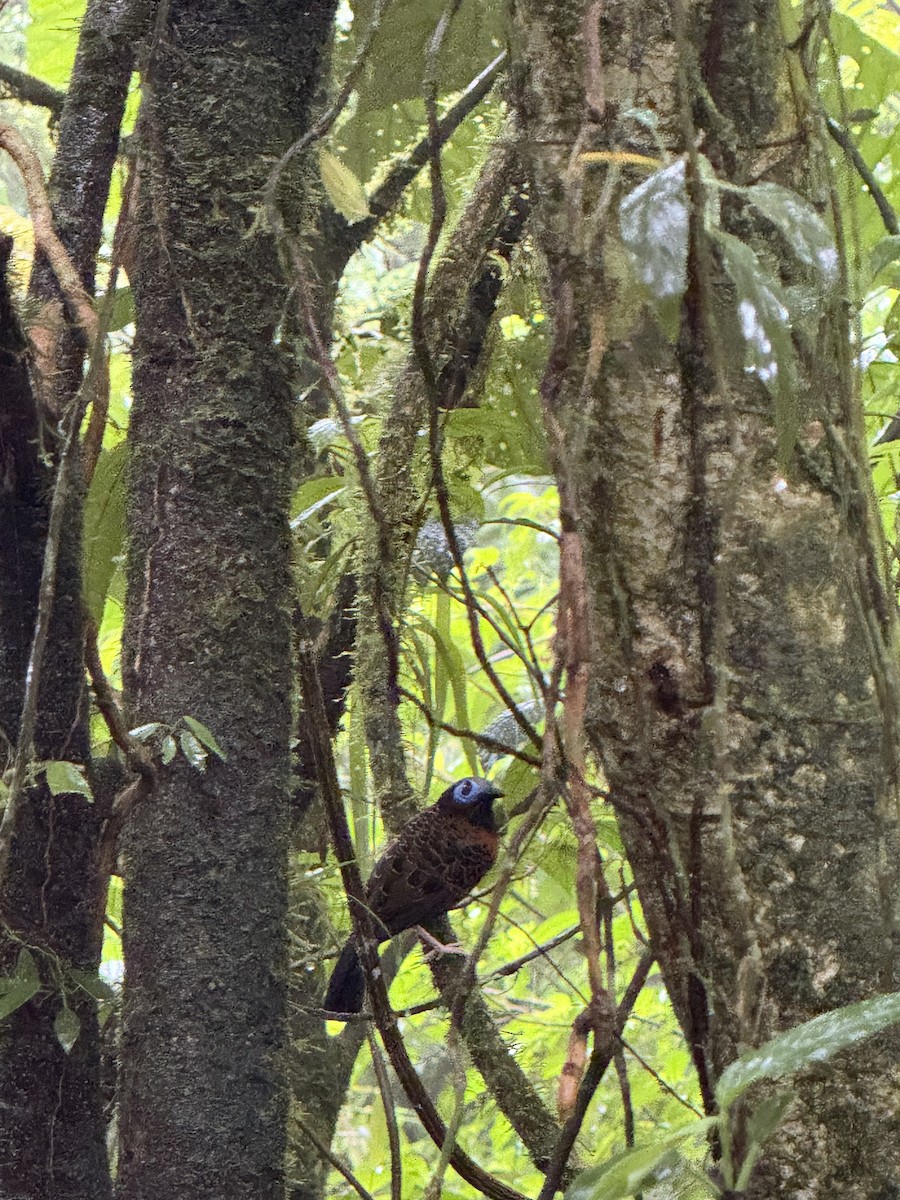 blåmaskemaurvokter - ML645631321