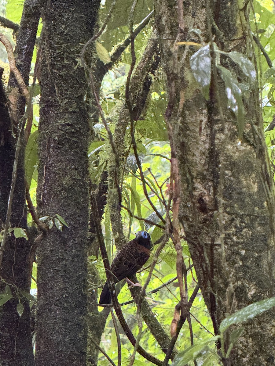 blåmaskemaurvokter - ML645631322