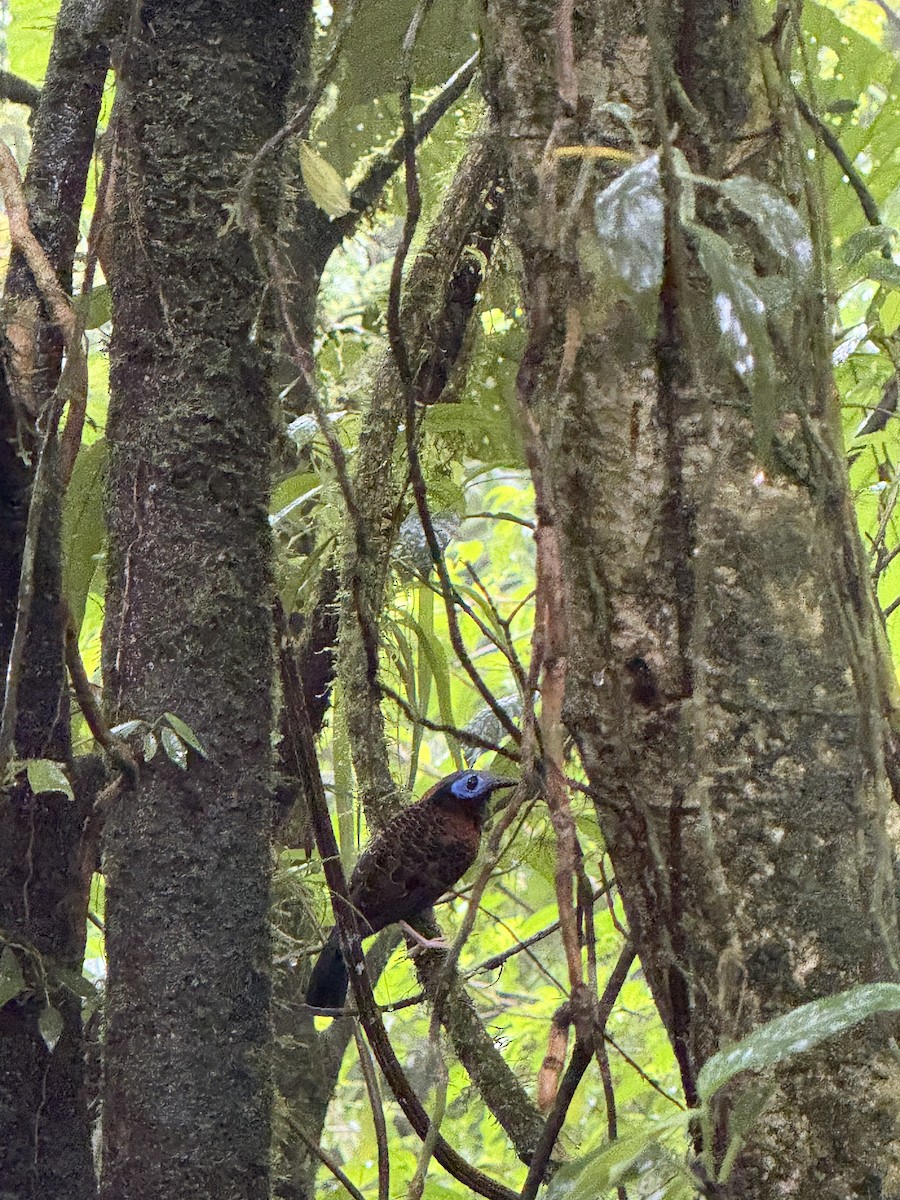 blåmaskemaurvokter - ML645631323