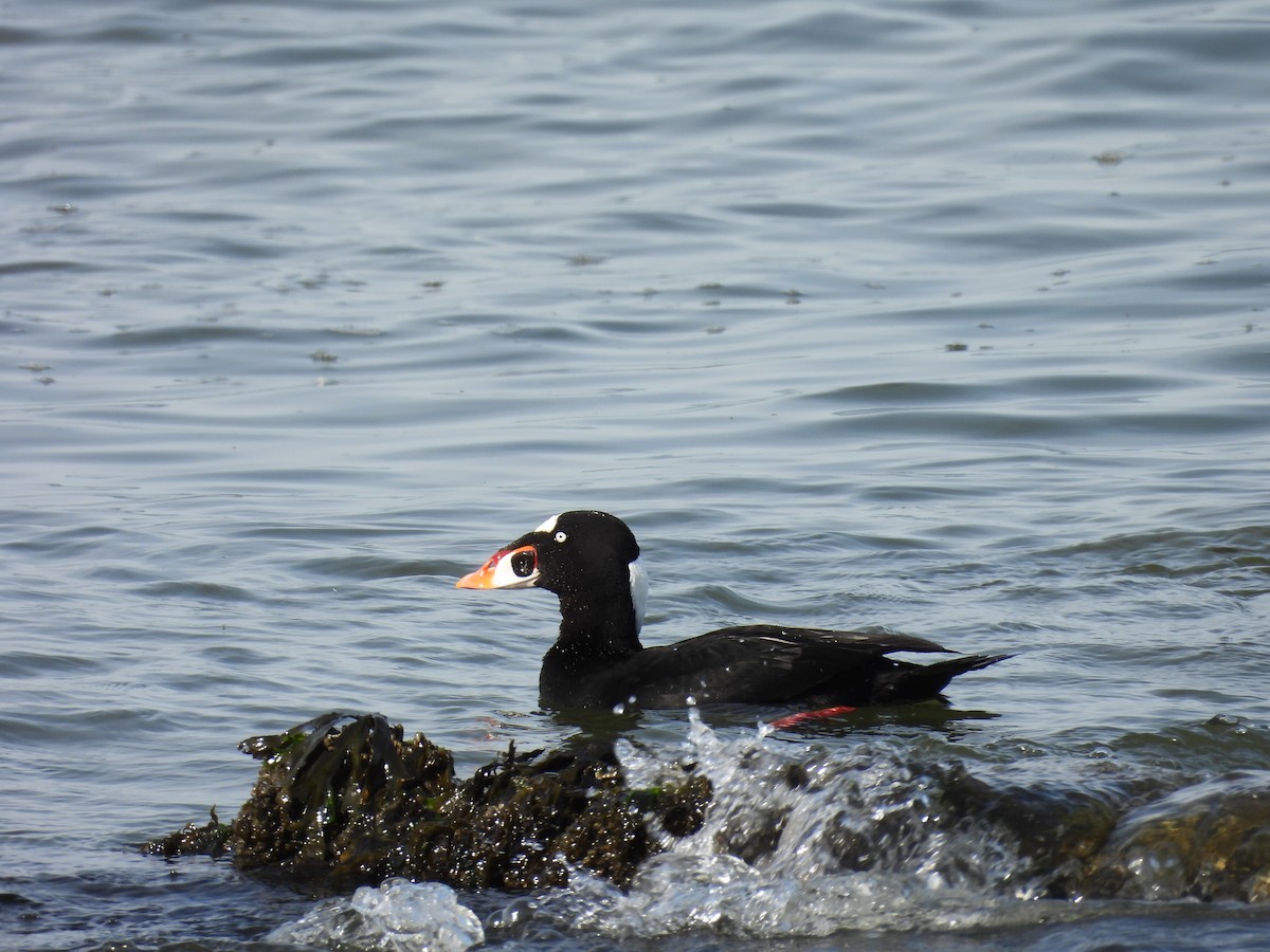 brilleand - ML645631324