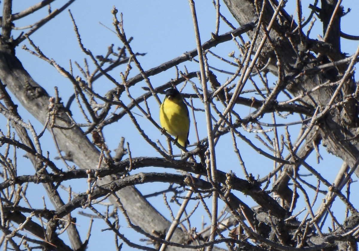 småstillits - ML645631325