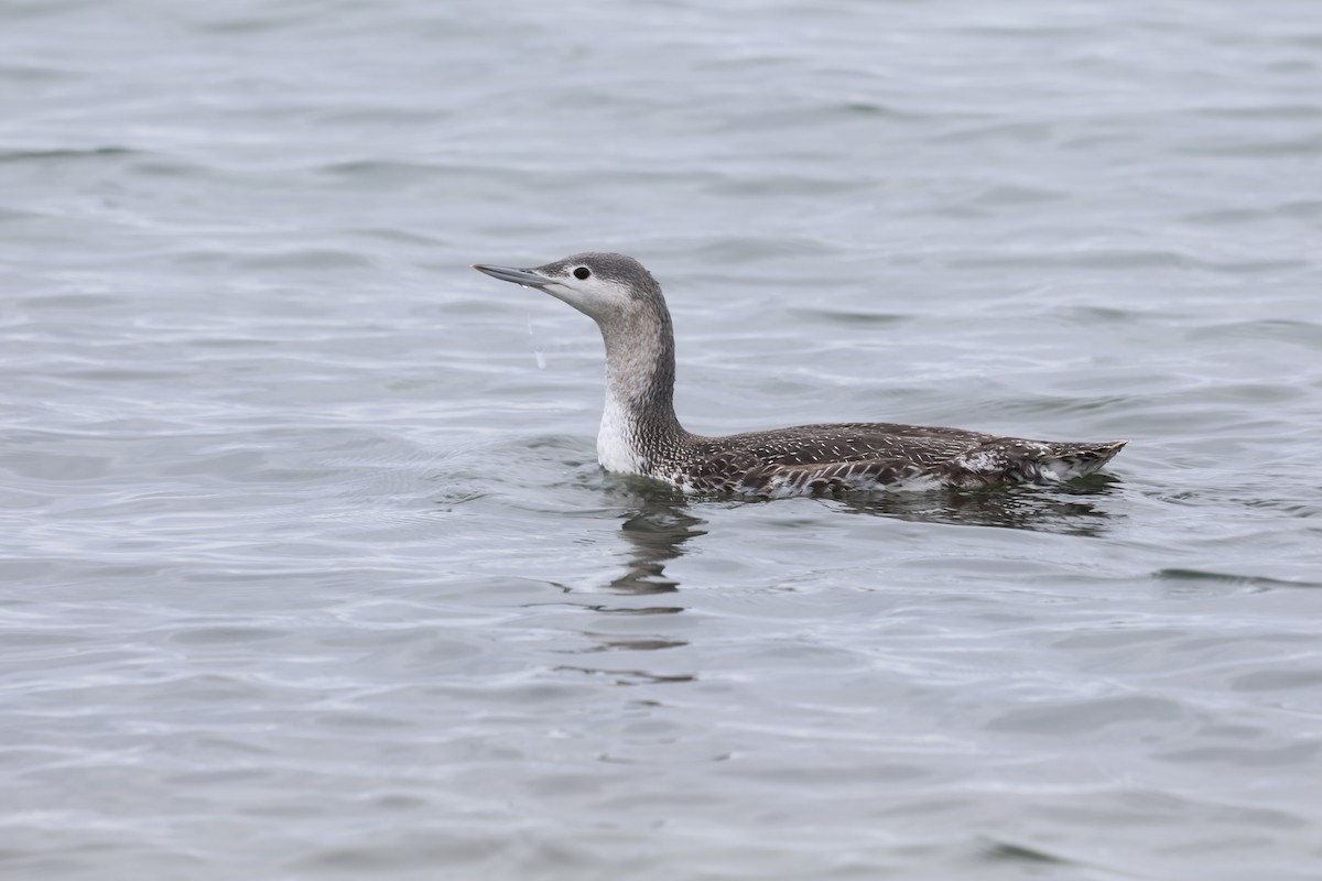 smålom - ML645631326