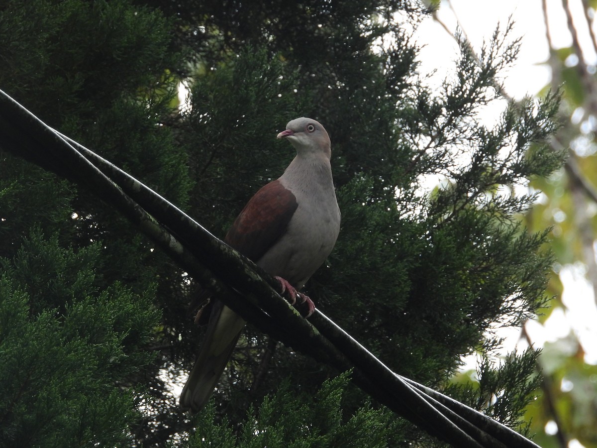 fjellkeiserdue - ML645631328