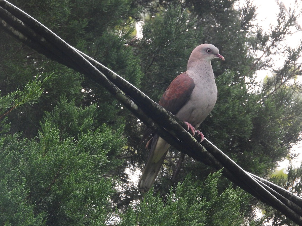 fjellkeiserdue - ML645631329