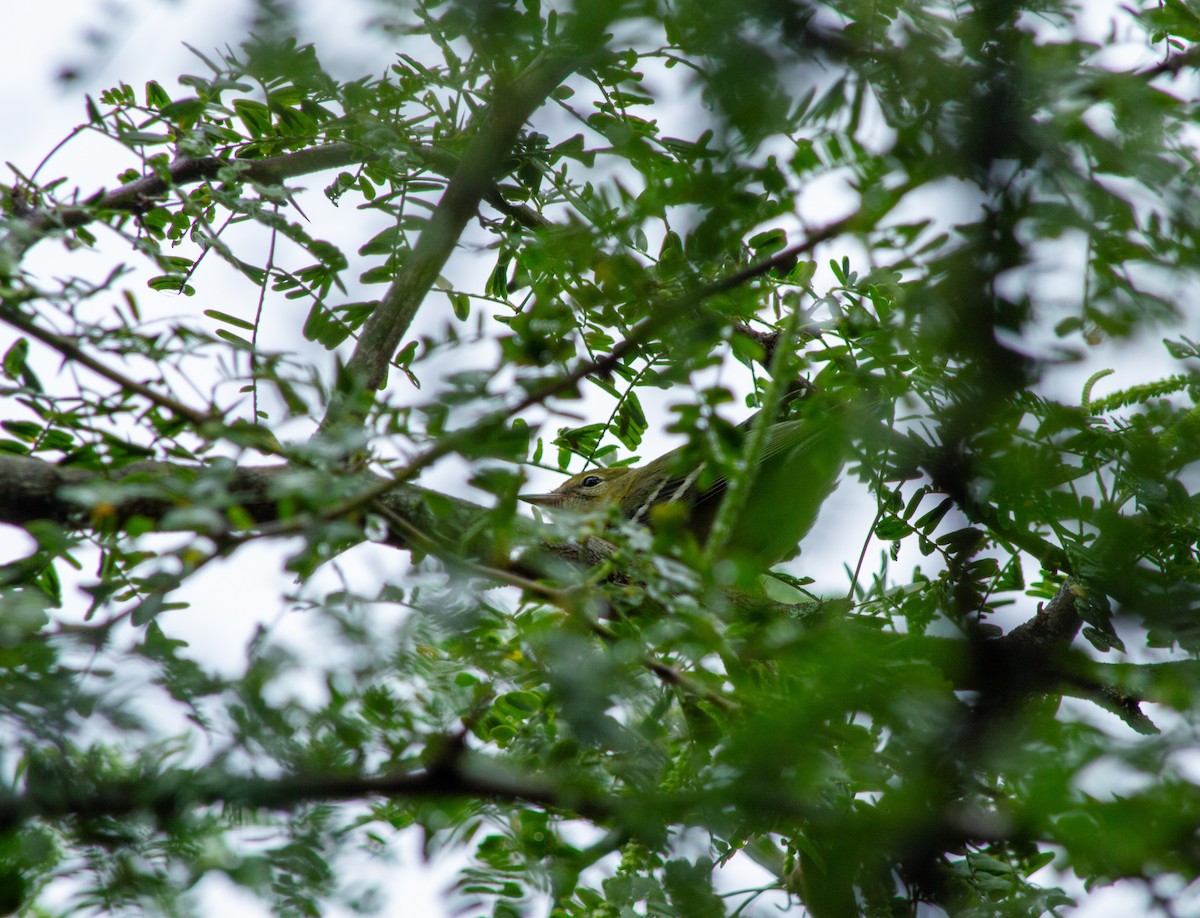 bruntyrannulett - ML645631330