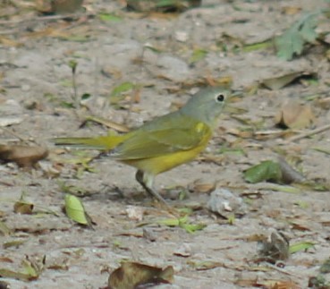 bjørkeparula - ML645631331