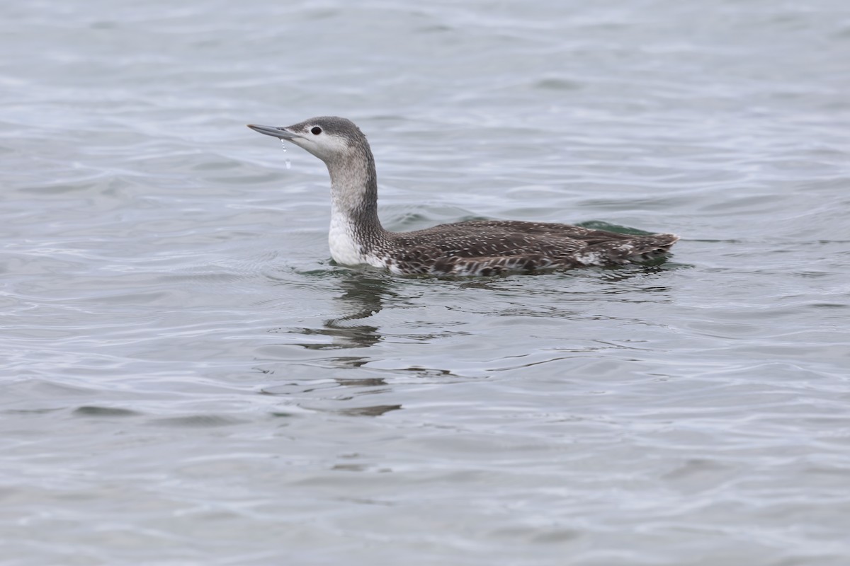 smålom - ML645631332