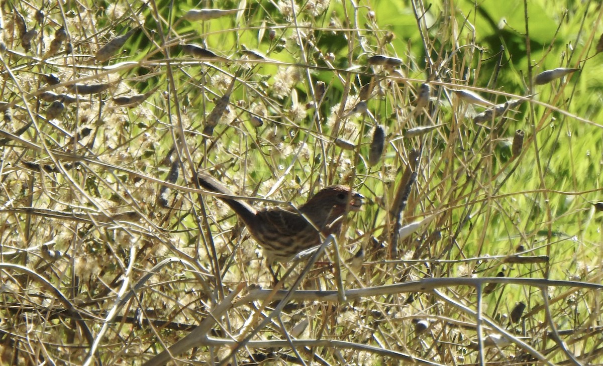 husrosenfink - ML645631333