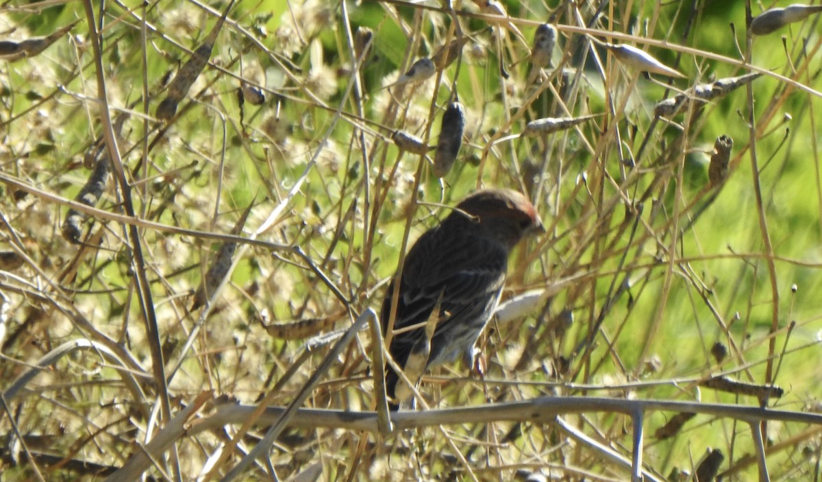 husrosenfink - ML645631334