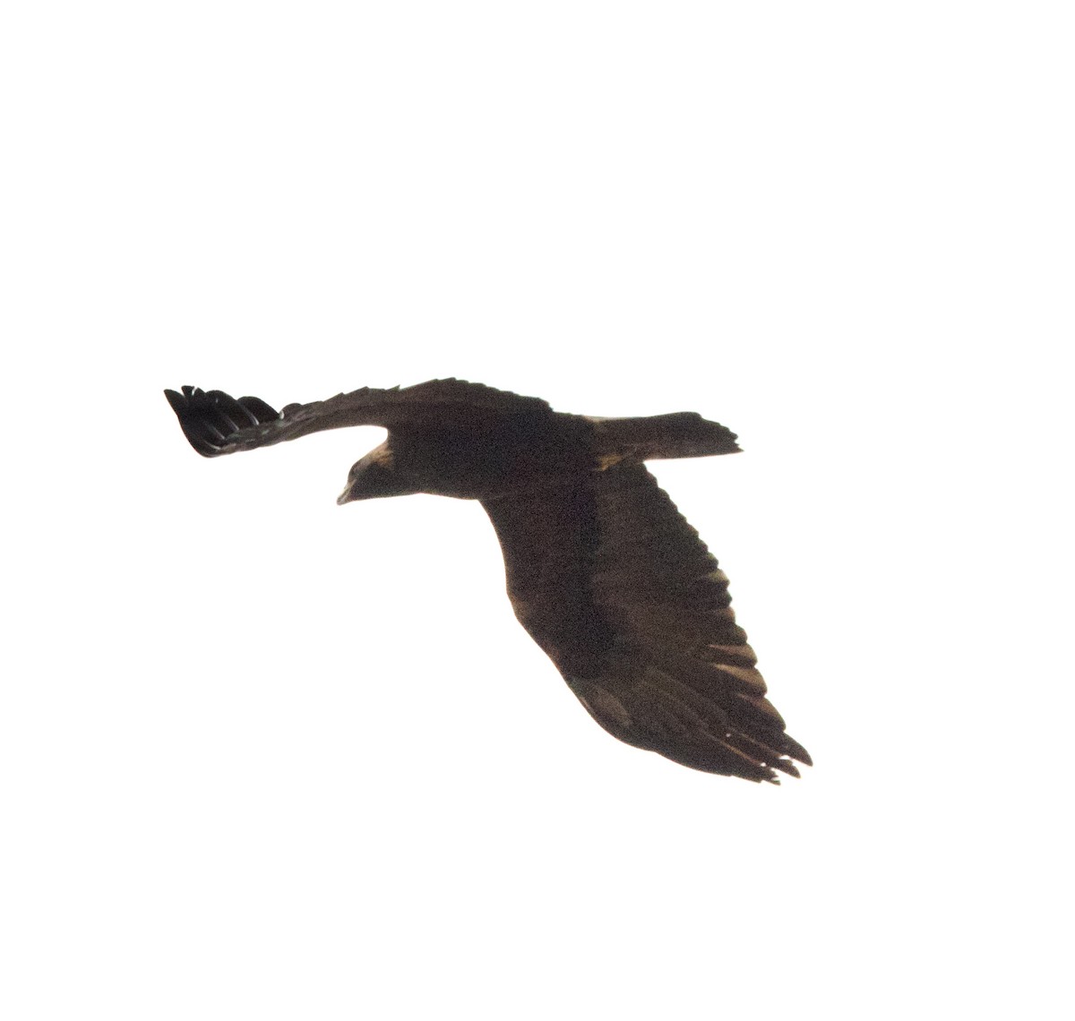 Golden Eagle - ML645631339