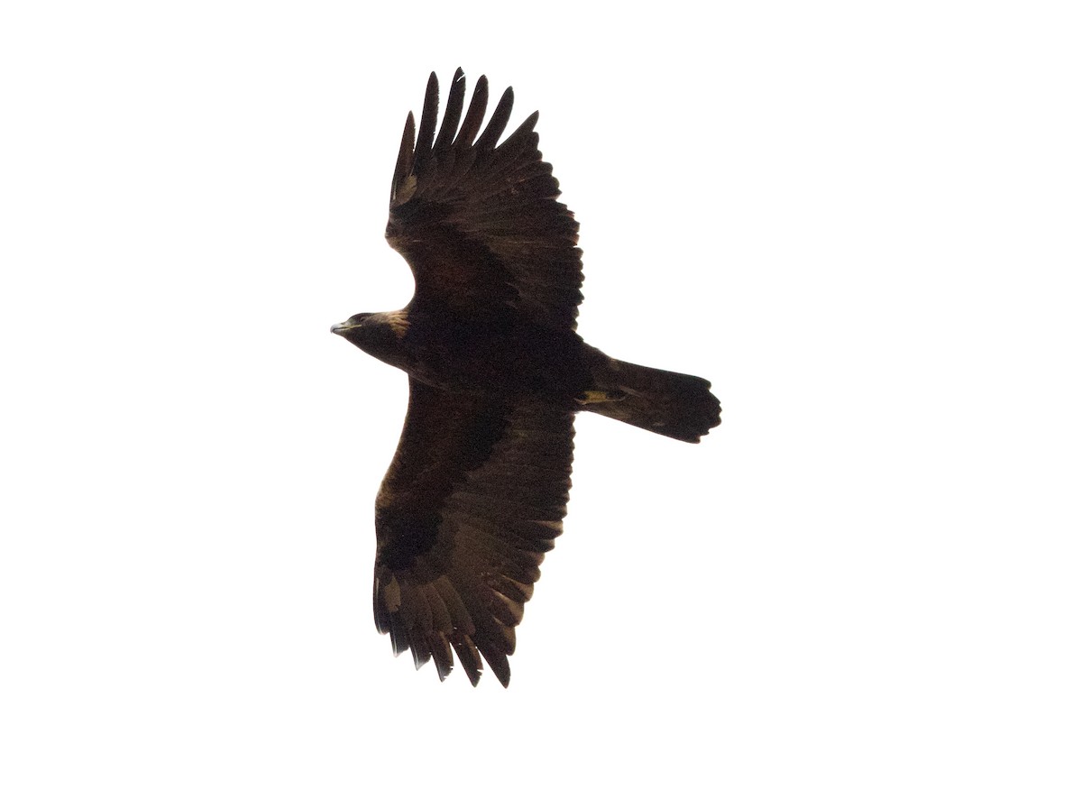 Golden Eagle - ML645631340