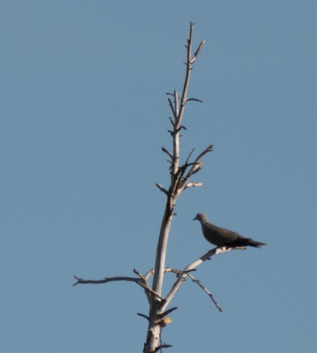 tyrkerdue - ML645631341