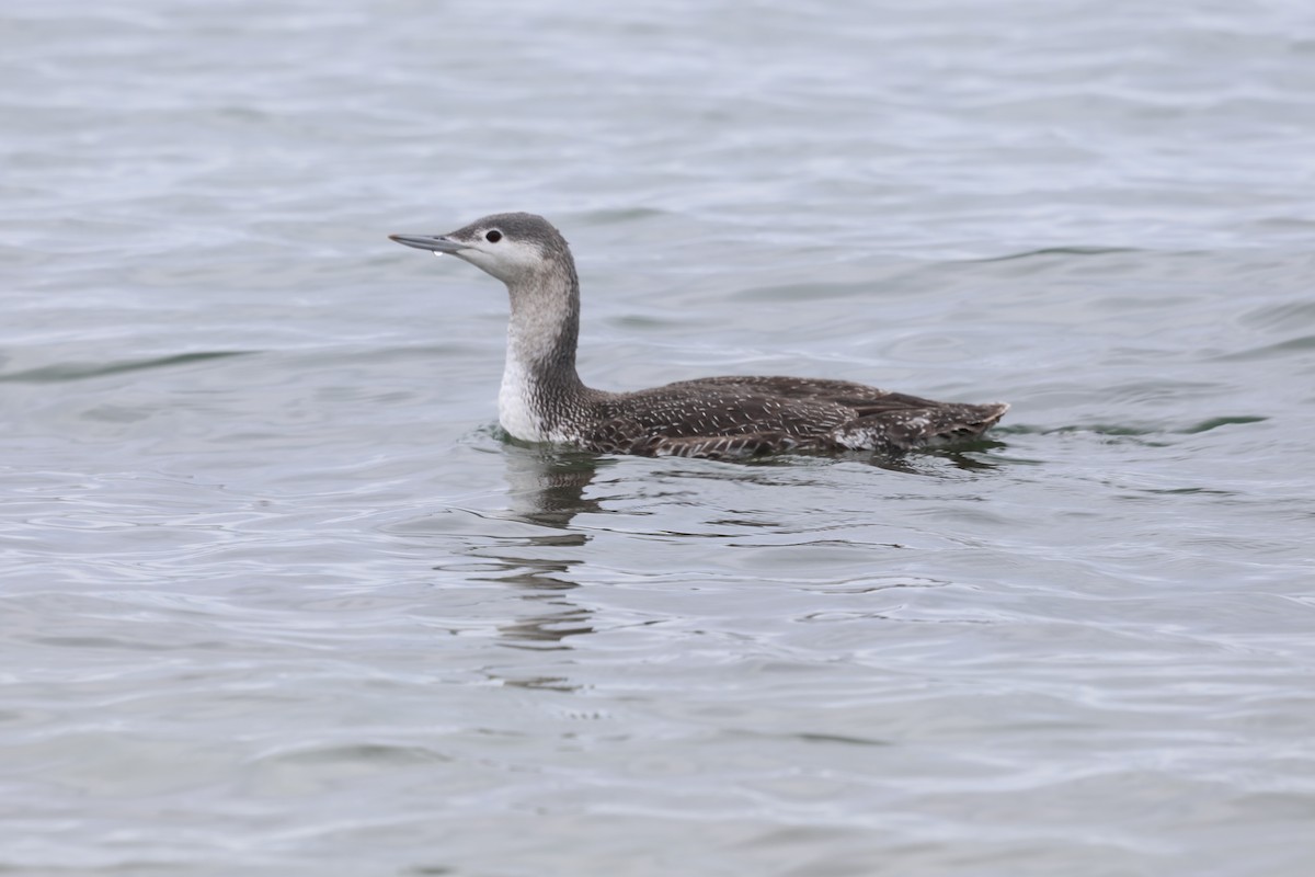 smålom - ML645631342