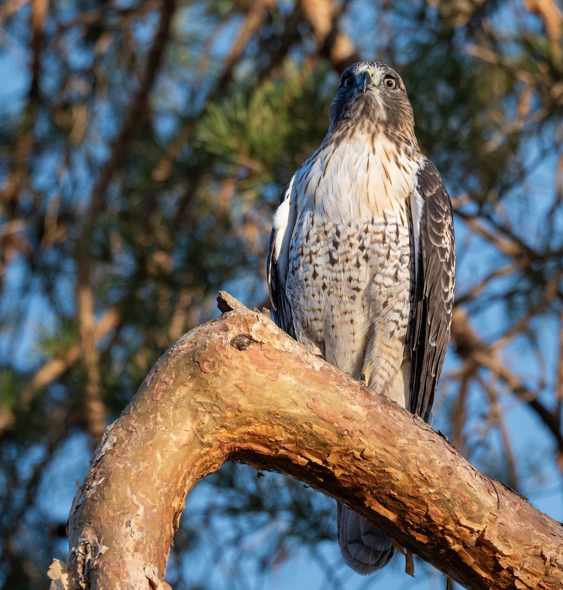 rødstjertvåk - ML645631353