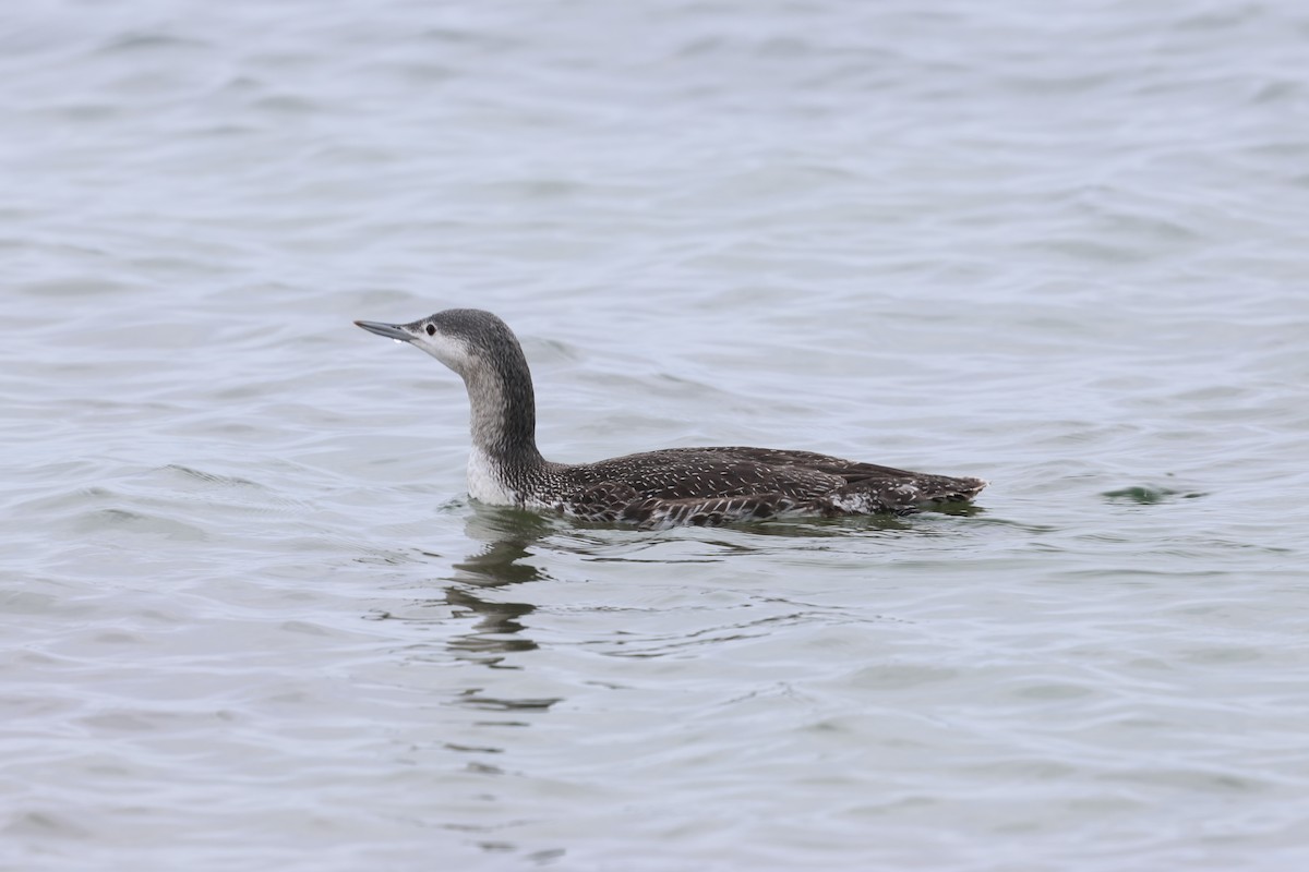 smålom - ML645631354