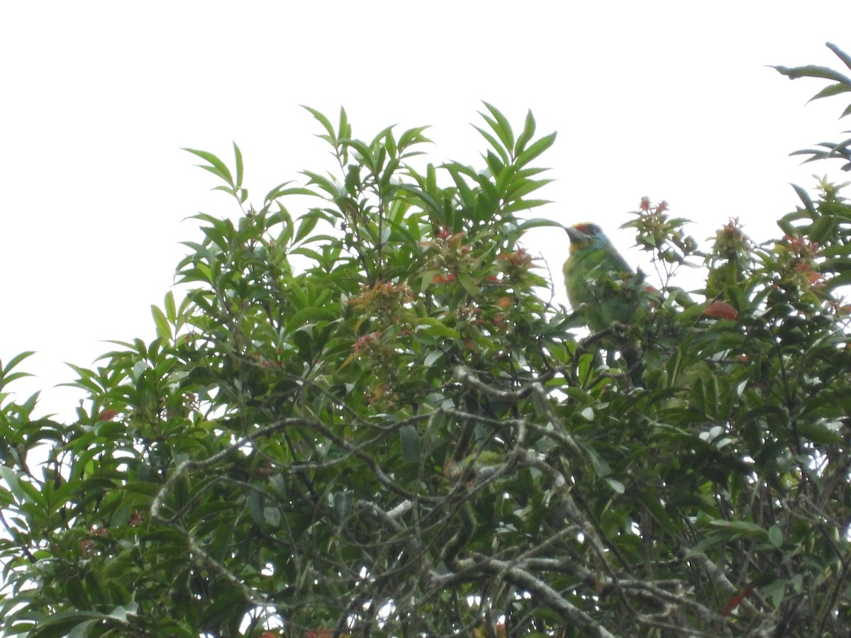 Barbudo Cejinegro - ML645631355