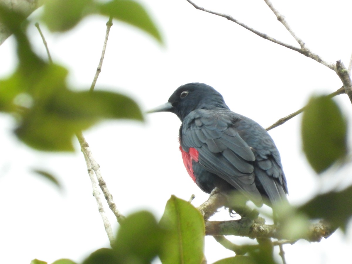 Oropéndola Consanguínea - ML645631367