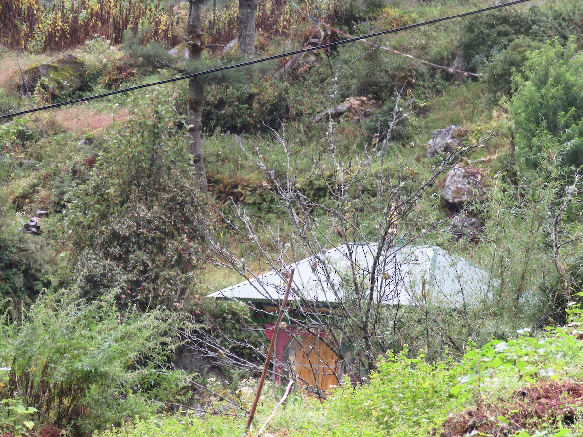 Yellow-breasted Greenfinch - ML645631368