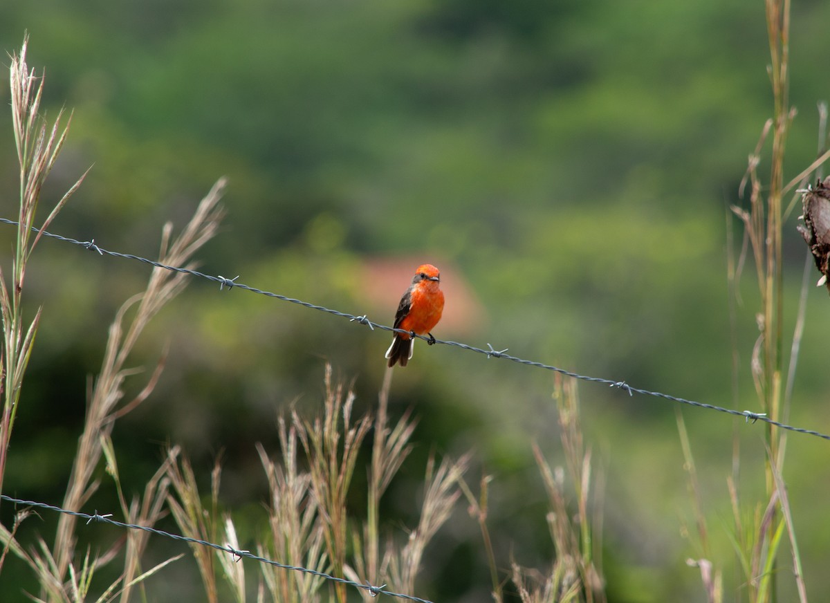 Vermilion Flycatcher - ML645631373