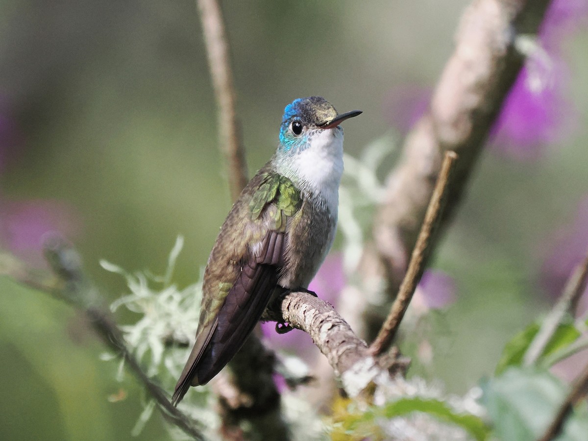 Azure-crowned Hummingbird - ML645631379