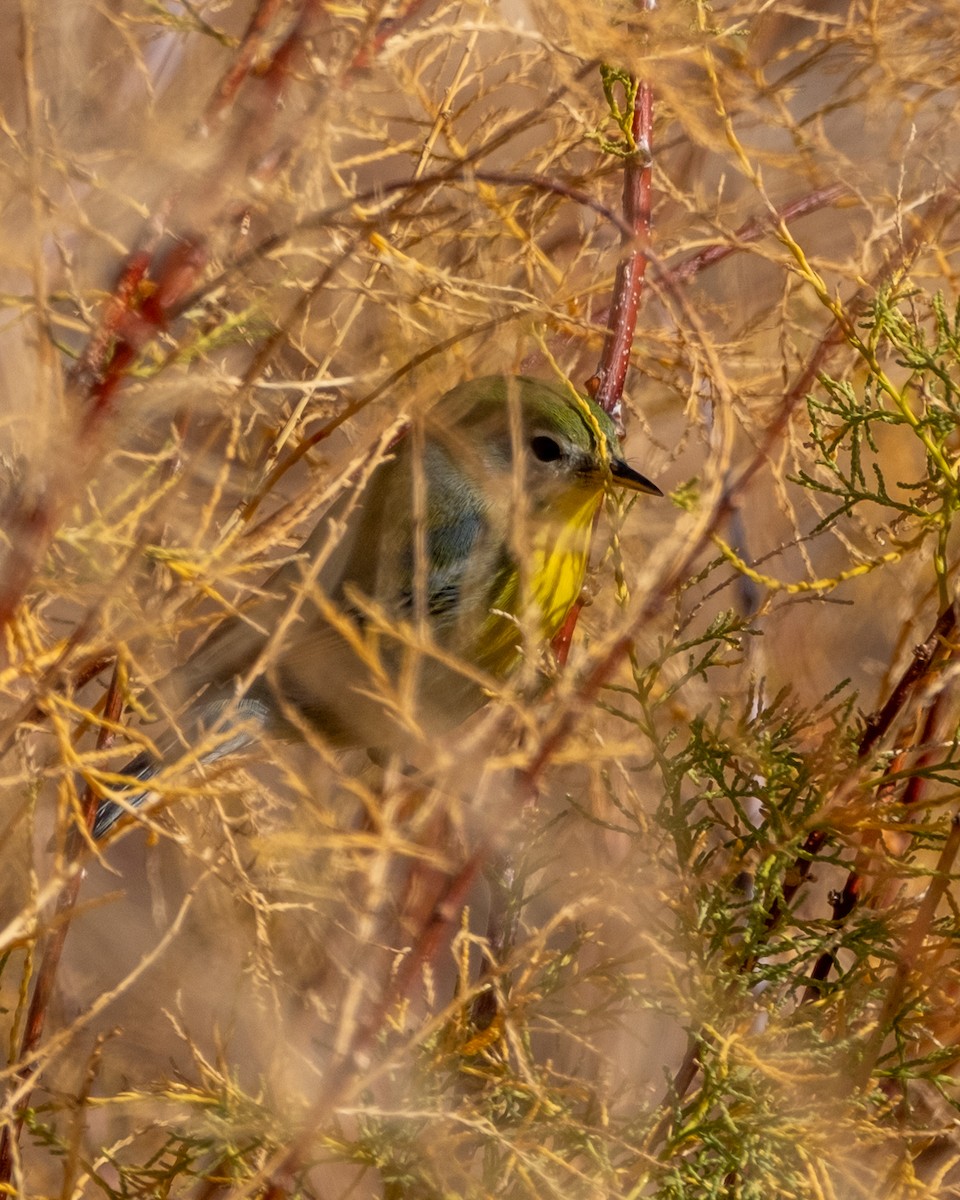 Northern Parula - ML645631408