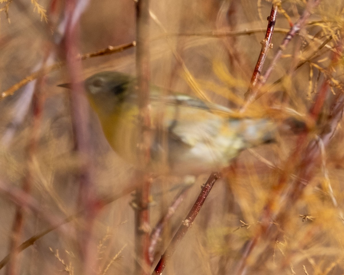 Northern Parula - ML645631410