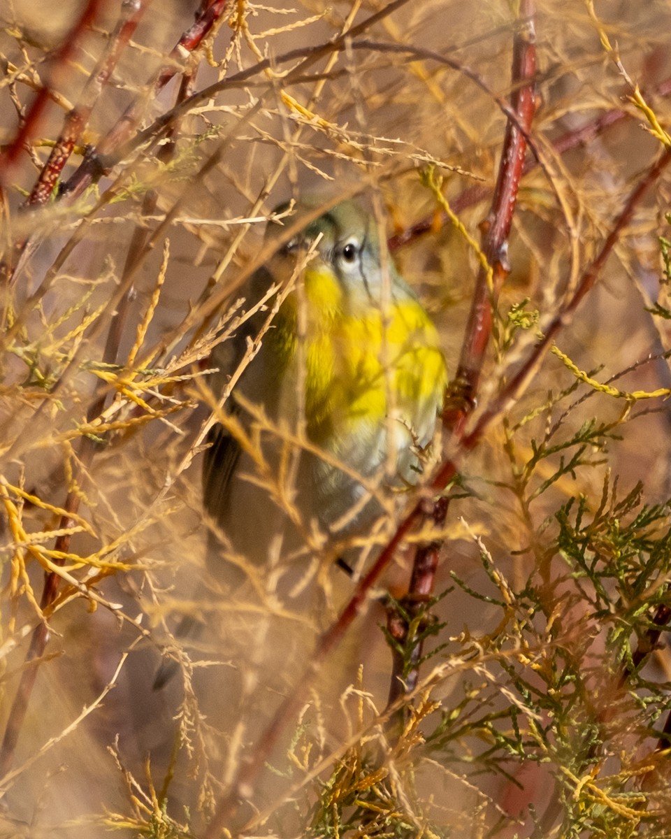 Northern Parula - ML645631412