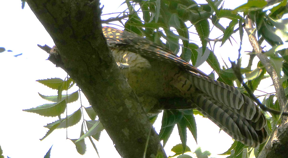 Asian Koel - ML645631416