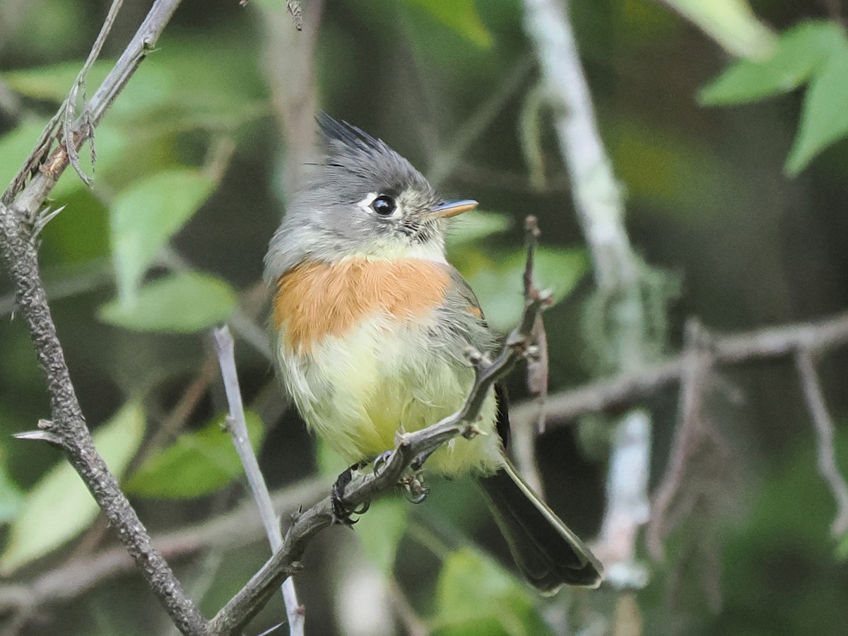 Belted Flycatcher - ML645631419