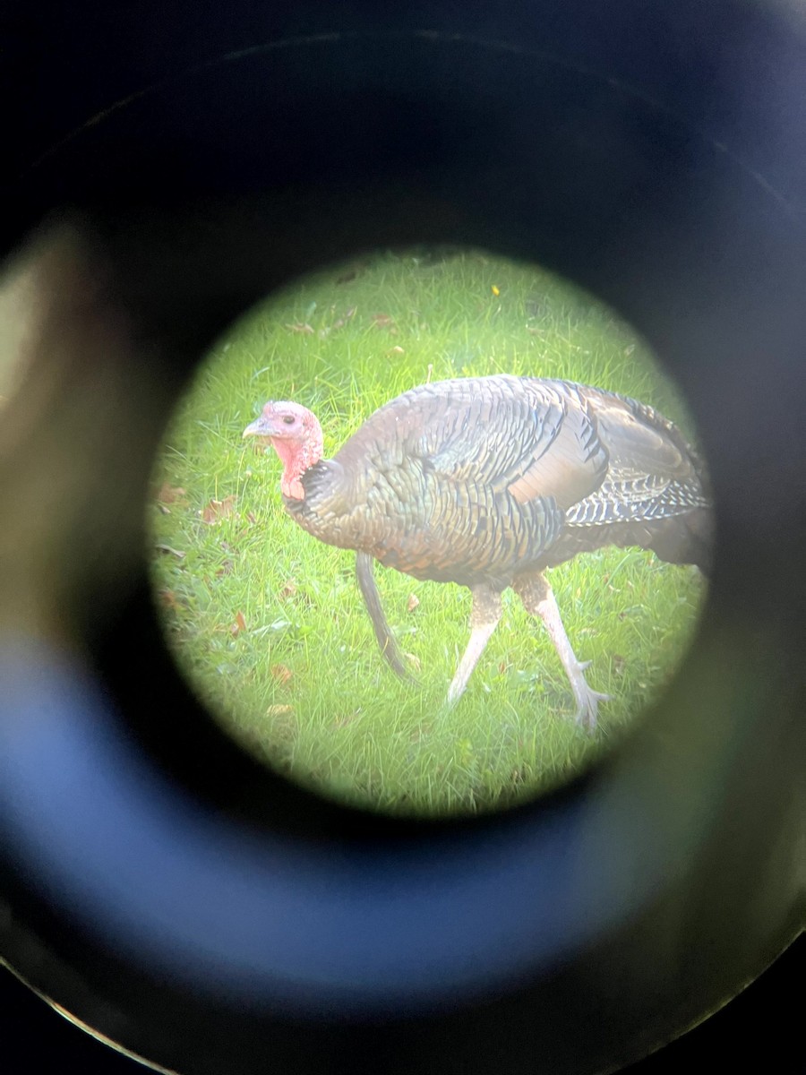 シチメンチョウ - ML645631427