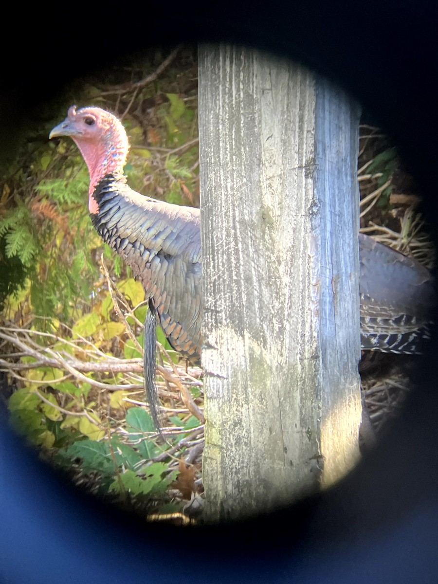 シチメンチョウ - ML645631428