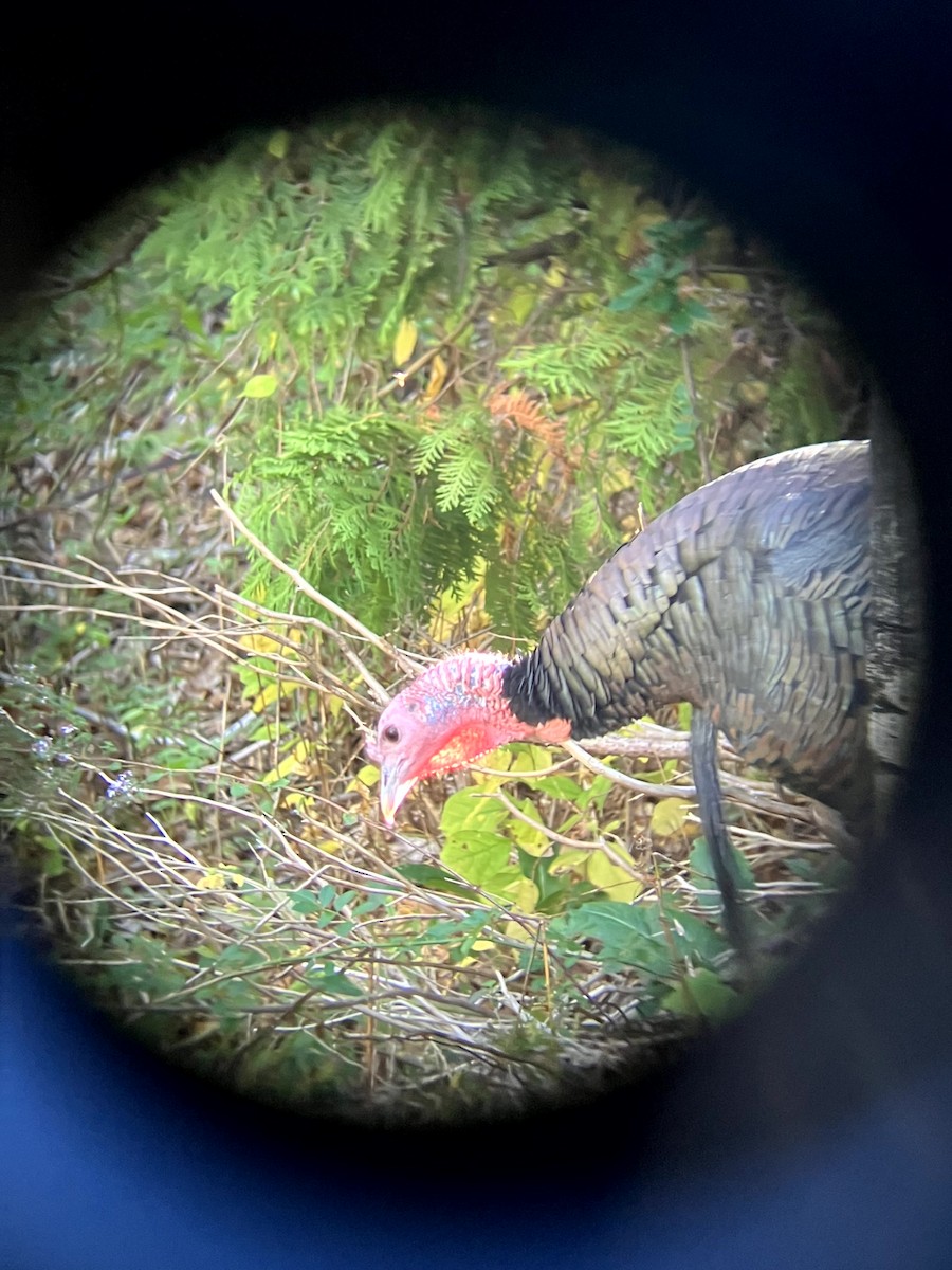 シチメンチョウ - ML645631429